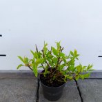 Hortenzia metlinatá (Hydrangea paniculata) ‘LIVING RASPBERRY PINK’® by LIVING CREATIONS® - výška 20-30 cm, kont. C1,5L